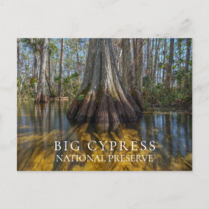 Bald Cypress at Big Cypress National Preserve, FL Postcard