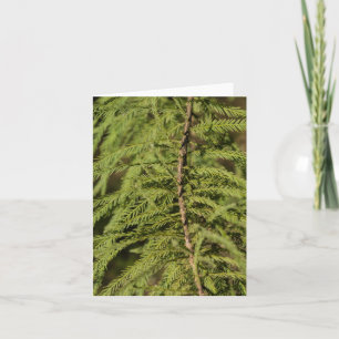 Bald Cypress Branch Card