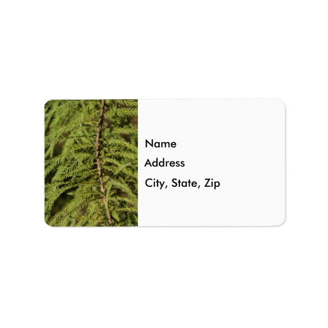 Bald Cypress Branch Label (Front)