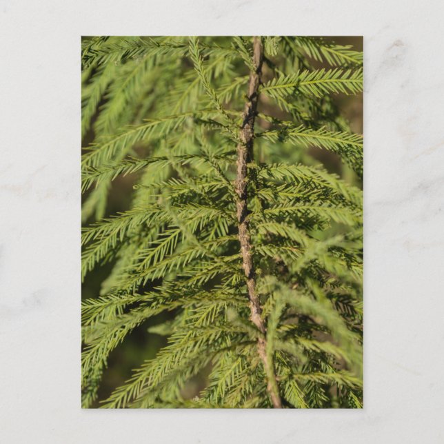 Bald Cypress Branch Postcard (Front)