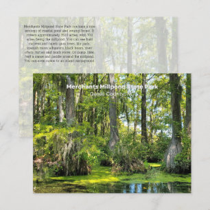 Bald Cypress Covered with Spanish Moss Postcard