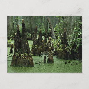 Bald cypress knees rising from swamp water postcard