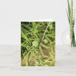 Bald Cypress Seed Cone Card