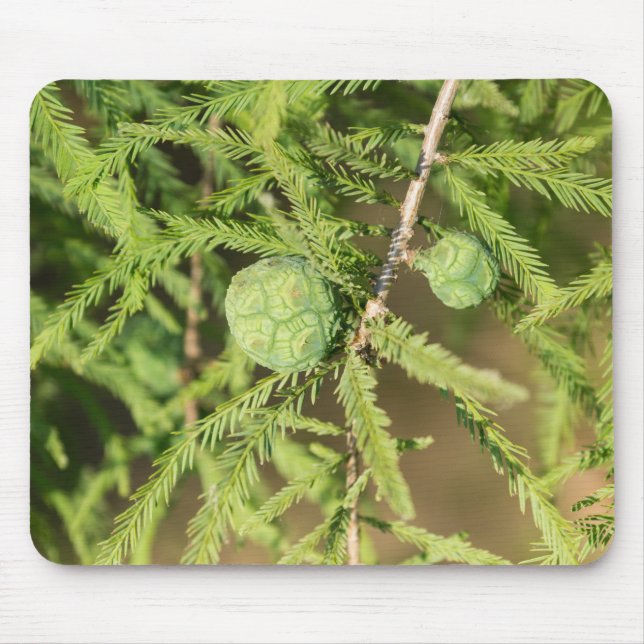 Bald Cypress Seed Cone Mouse Mat (Front)