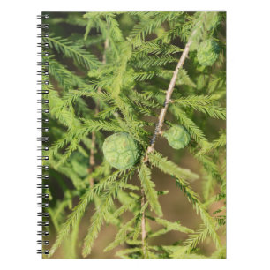 Bald Cypress Seed Cone Notebook