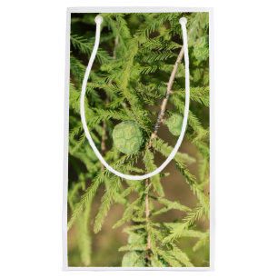 Bald Cypress Seed Cone Small Gift Bag