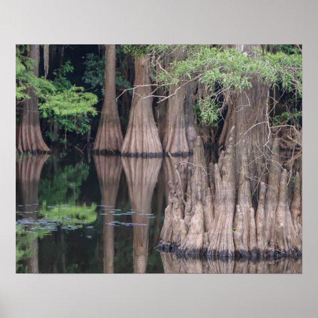 bald Cypress Tree Forest Poster (Front)