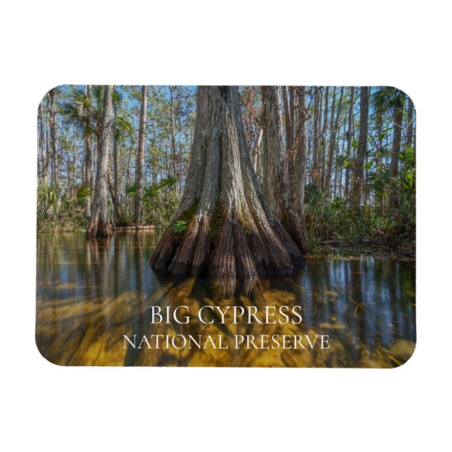 Bald Cypress Tree in Swamp, Big Cypress Preserve Magnet (Horizontal)