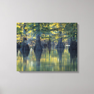 Bald Cypress Trees Horseshoe Lake Illinois Canvas Print