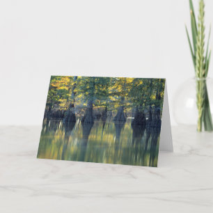Bald Cypress Trees Horseshoe Lake Illinois Card