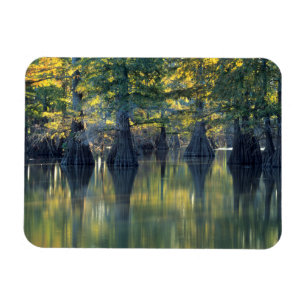 Bald Cypress Trees   Horseshoe Lake Illinois Magnet