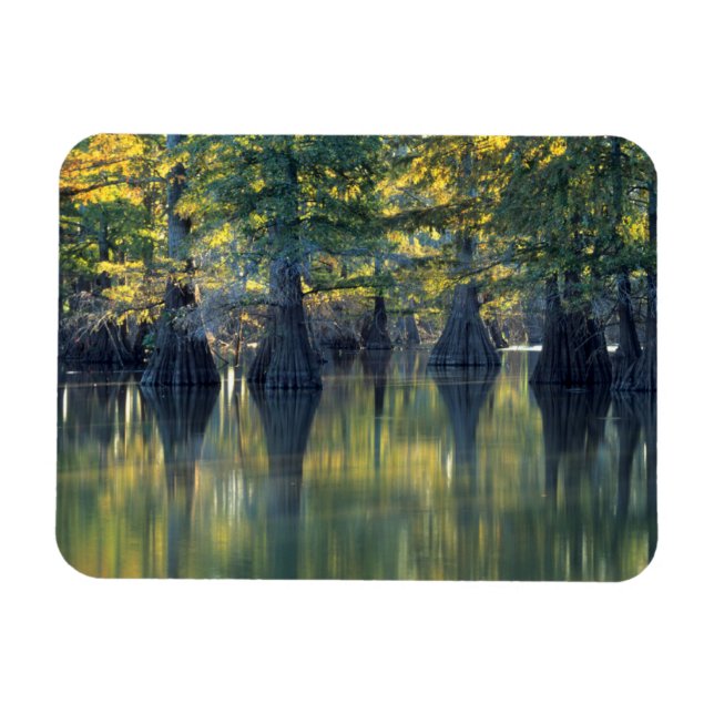 Bald Cypress Trees | Horseshoe Lake Illinois Magnet (Horizontal)