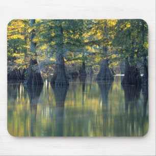 Bald Cypress Trees   Horseshoe Lake Illinois Mouse Mat
