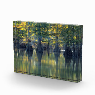 Bald Cypress Trees Horseshoe Lake Illinois Photo Block
