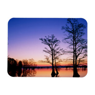 Bald Cypress Trees National Wildlife Refuge, TN Magnet