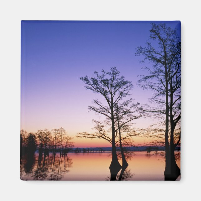 Bald cypress trees silhouetted at sunset, magnet (Front)