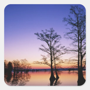 Bald cypress trees silhouetted at sunset, square sticker
