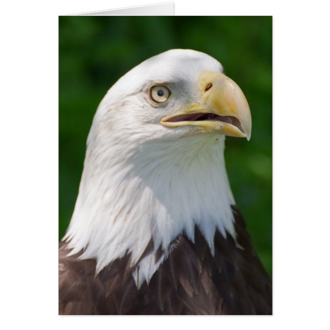 Bald Eagle (Front)
