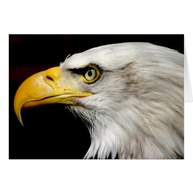 Bald Eagle (Front Horizontal)