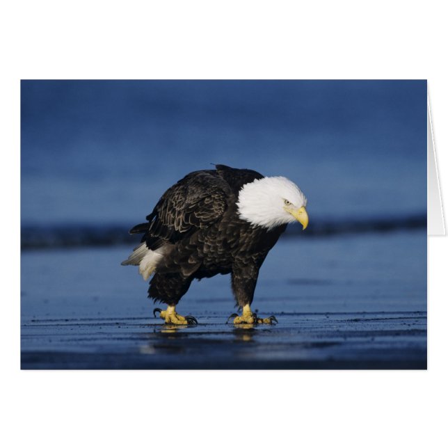 Bald Eagle (Front Horizontal)