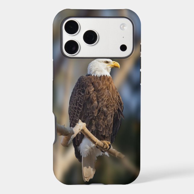 Bald Eagle (Back)