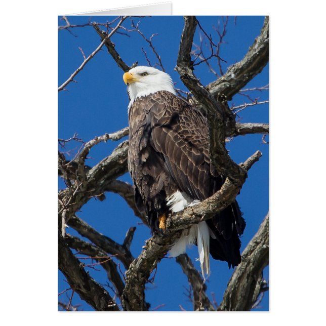 Bald Eagle (Front)
