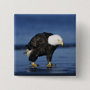 Bald Eagle 15 Cm Square Badge
