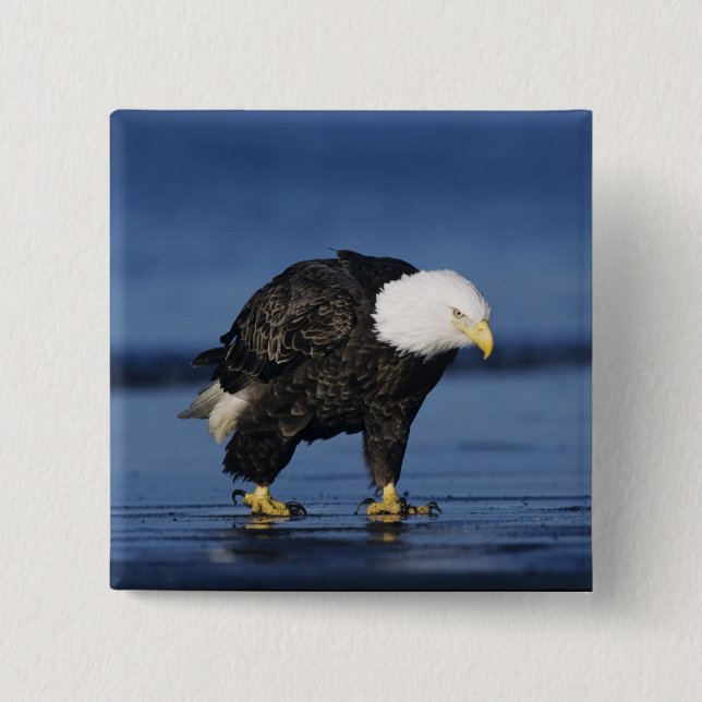 Bald Eagle 15 Cm Square Badge (Front)