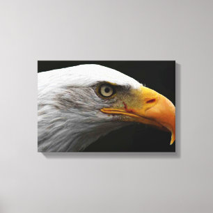 Bald Eagle 16.50x11 (41.25x27.5cm) waccnm Canvas Print