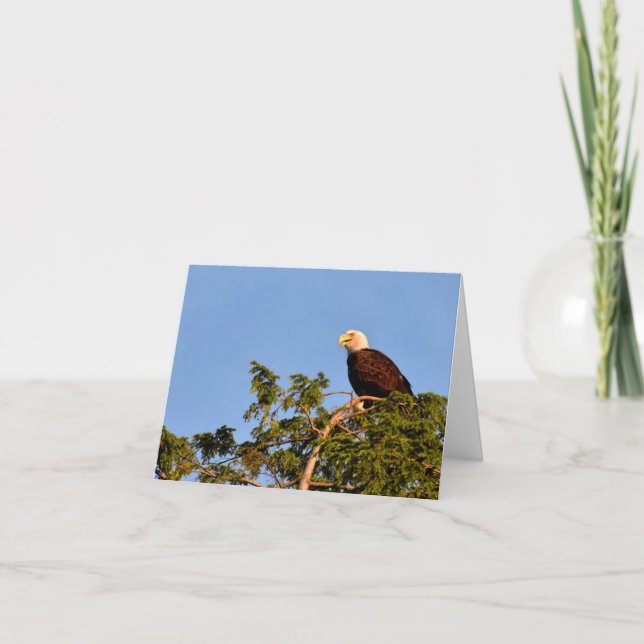 Bald Eagle #1 - Blank Note Card (Front)