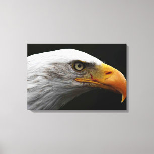 Bald Eagle 24x16 (60x40cm) waccn Canvas Print