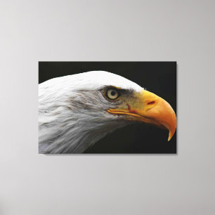Bald Eagle 36x24 (90x60cm) waccna Canvas Print