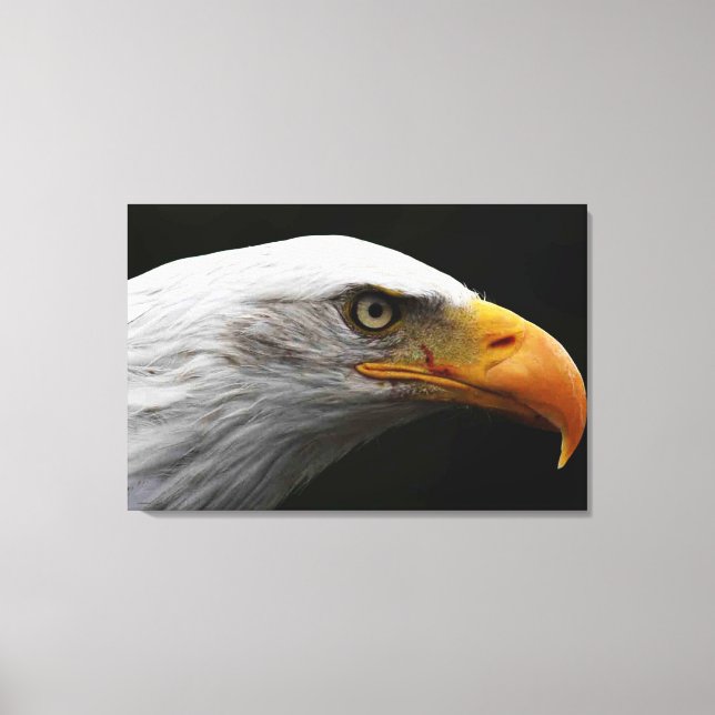 Bald Eagle 36x24 (90x60cm) waccna Canvas Print (Front)