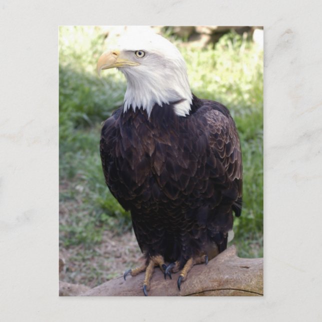 Bald Eagle 4x6 Postcard (Front)