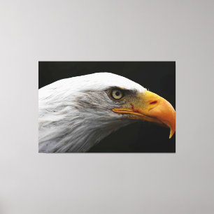 Bald Eagle 60x40 (150x100cm) waccnm Canvas Print