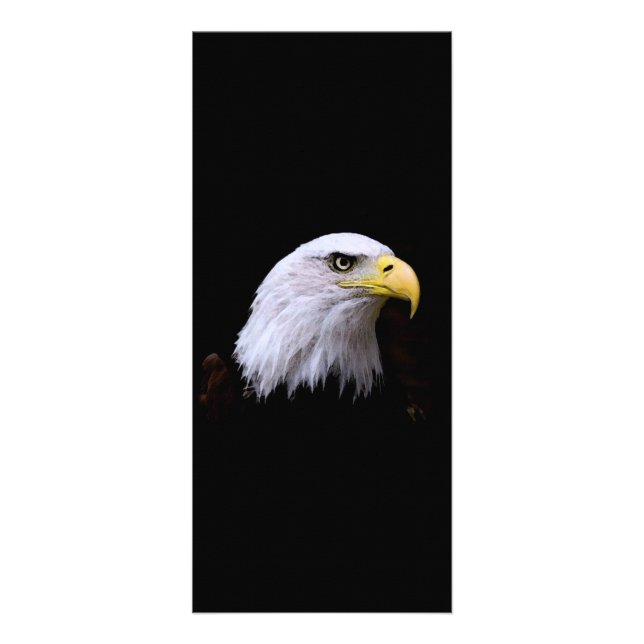 Bald Eagle - American Eagle Rack Card (Front)