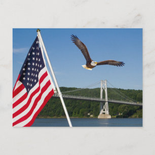 Bald Eagle (American Pride) Postcard