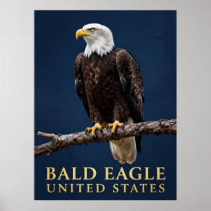 🦅 Bald Eagle American Wilderness Poster