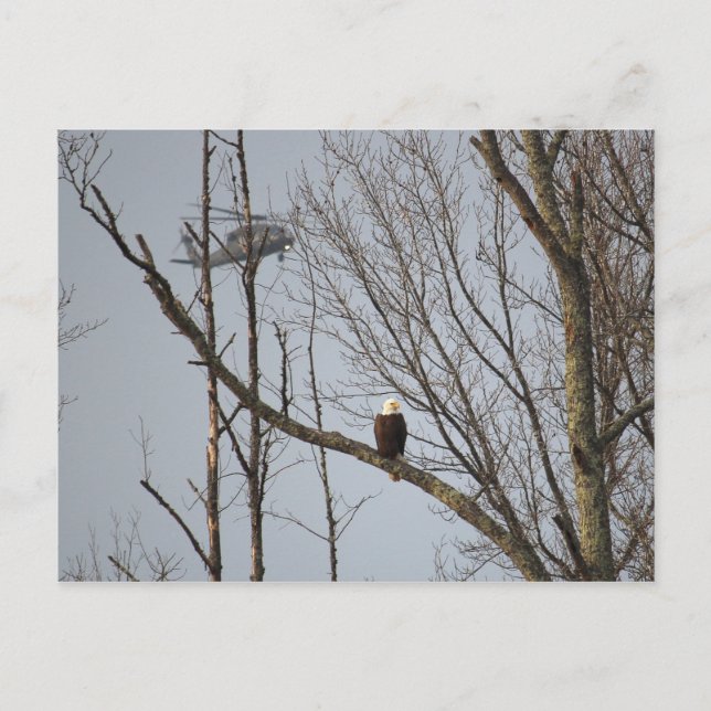 Bald Eagle and Blackhawk Postcard (Front)