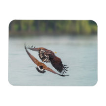 Bald Eagle and Goose Wildlife Photo