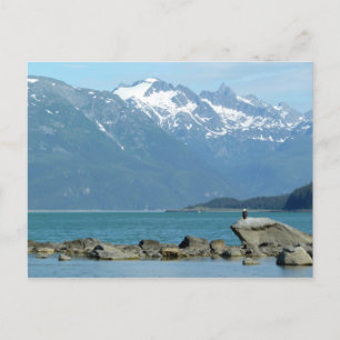 Bald Eagle at Skagway Alaska Postcard