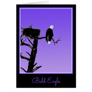 Bald Eagle at Sunset - Original Wildlife Art