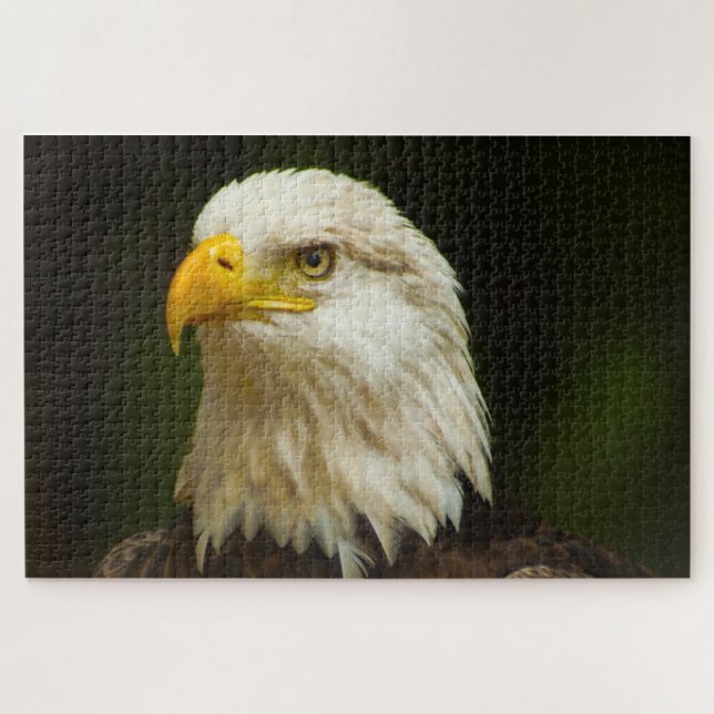 Bald Eagle Bird of Prey. Jigsaw Puzzle (Horizontal)