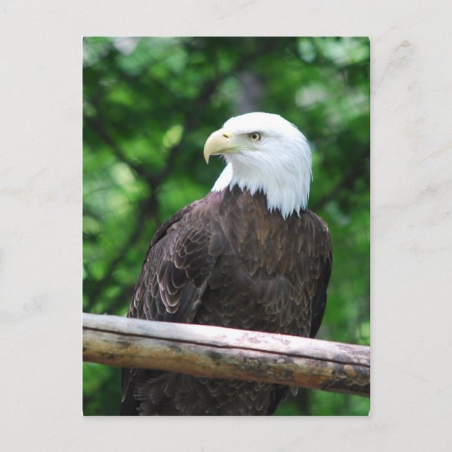 Bald Eagle Bird Postcard (Front)