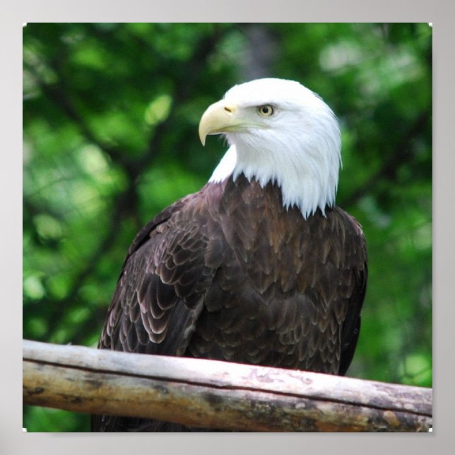 Bald Eagle Bird Poster (Front)