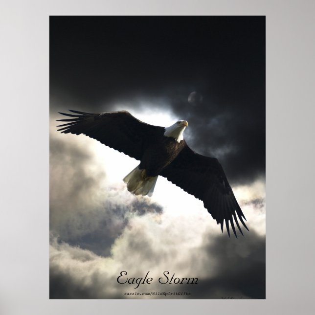 Bald Eagle Bird Poster (Front)