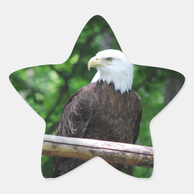 Bald Eagle Bird Stickers (Front)