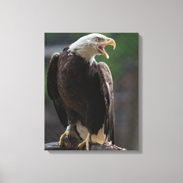 Bald Eagle Calling Canvas Print (Front)