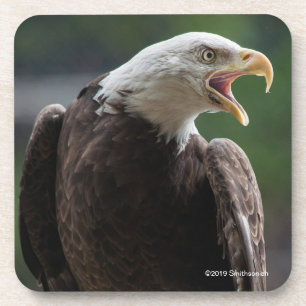 Bald Eagle Calling Coaster