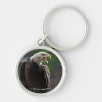 Bald Eagle Calling
